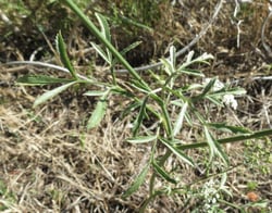 Photo 7 of Ammi majus