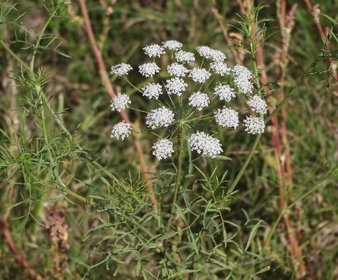 Photo 1 of Ammi majus