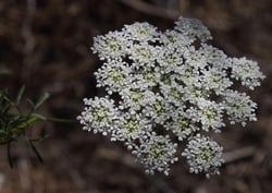 Photo 6 of Ammi majus