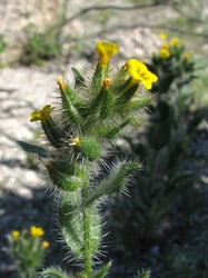 Photo 9 of Amsinckia spp.