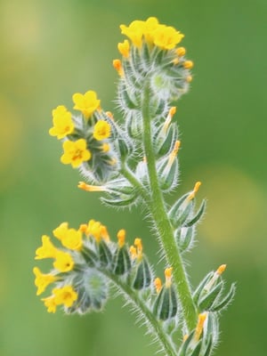 Photo 1 of Amsinckia spp.
