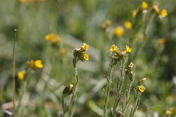 Photo 6 of Amsinckia spp.