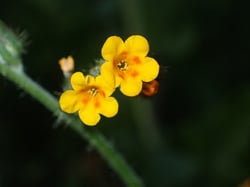 Photo 7 of Amsinckia spp.