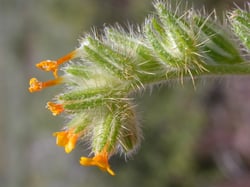 Photo 8 of Amsinckia spp.