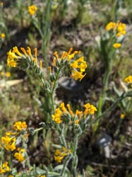 Photo 5 of Amsinckia spp.