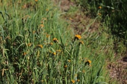 Photo 4 of Amsinckia spp.