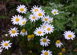 Photo 4 of Anthemis cotula