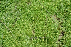 Photo 6 of Anthemis cotula