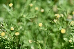 Photo 5 of Anthemis cotula