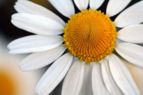 Photo 1 of Anthemis cotula