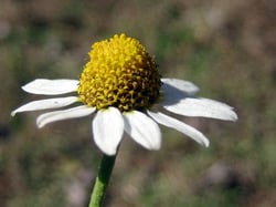 Photo 3 of Anthemis cotula