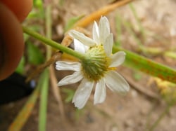 Photo 2 of Anthemis cotula