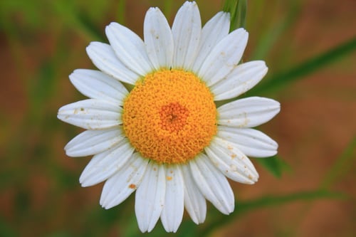 Photo 1 of Anthemis nobilis