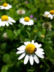 Photo 2 of Anthemis nobilis