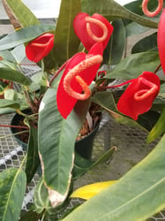 Photo 2 of Anthurium scherzerianum