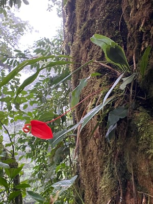 Photo 1 of Anthurium scherzerianum