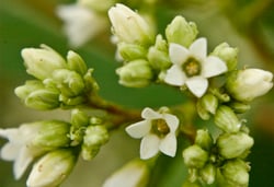 Photo 6 of Apocynum cannabinum