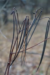 Photo 3 of Apocynum cannabinum
