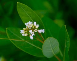 Photo 5 of Apocynum cannabinum