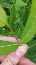 Photo 8 of Apocynum cannabinum
