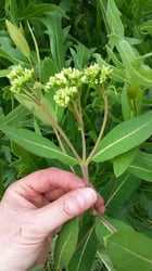 Photo 7 of Apocynum cannabinum