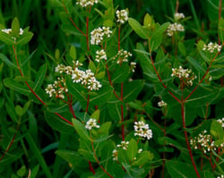 Photo 2 of Apocynum cannabinum