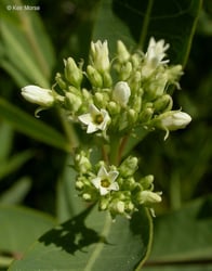 Photo 4 of Apocynum cannabinum