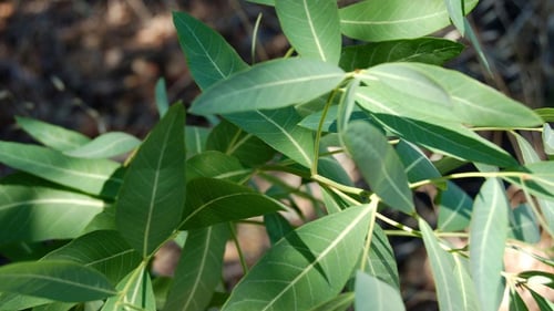 Photo 1 of Apocynum cannabinum