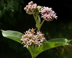 Photo 2 of Apocynum spp.