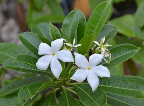 Photo 1 of Apocynum spp.