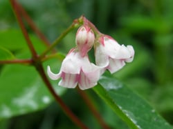 Photo 8 of Apocynum spp.
