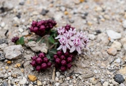 Photo 4 of Apocynum spp.
