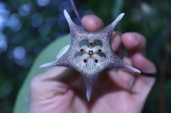 Photo 6 of Apocynum spp.