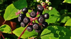 Photo 7 of Aralia spinosa