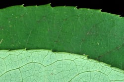 Photo 9 of Aralia spinosa