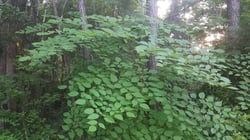 Photo 8 of Aralia spinosa