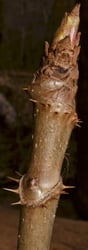 Photo 6 of Aralia spinosa