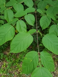 Photo 4 of Aralia spinosa