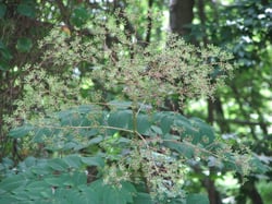Photo 2 of Aralia spinosa