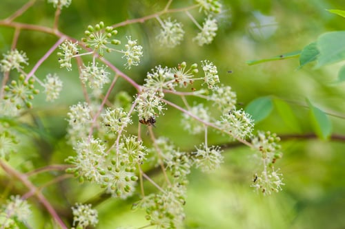 Photo 1 of Aralia spinosa