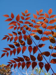 Photo 5 of Aralia spinosa