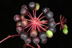 Photo 3 of Aralia spinosa