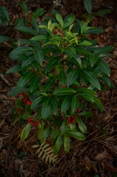 images/plants/ardisia-crenata/295babfffac1b5858b3745efb9eb4a53