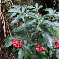 images/plants/ardisia-crenata/426629da911e3a1496963bdc287fb420