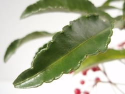 images/plants/ardisia-crenata/6e9854482a8e410d1e38696be9b20696