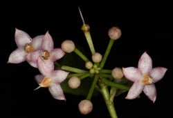 images/plants/ardisia-crenata/aa26b840ba7fe9727f9ab17b2a7bf0a4
