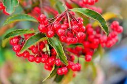 images/plants/ardisia-crenata/e64445dba9336828676872961d29d90e