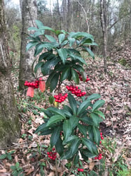 images/plants/ardisia-crenata/f53ffd5836d12711b77fc47262c25d86