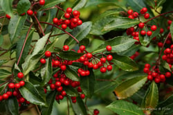 images/plants/ardisia-crenata/fa3f720d5f3b643c946d7a9054c639d5