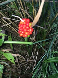 Photo 9 of Arisaema triphyllum